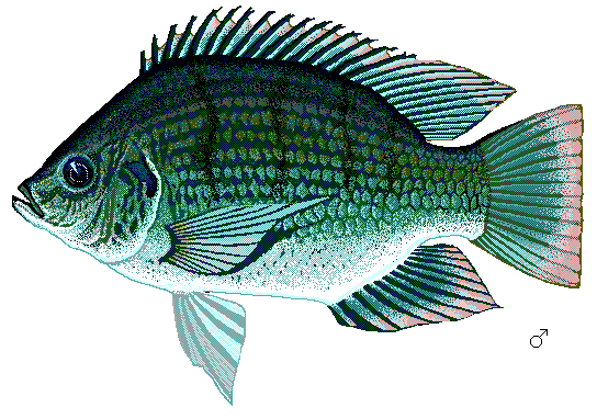 mango tilapia wiki